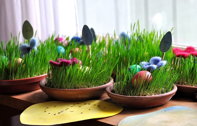 როგორ გავახაროთ ჯეჯილი ერთ კვირაში – მარტივი და გამოცდილი მეთოდი