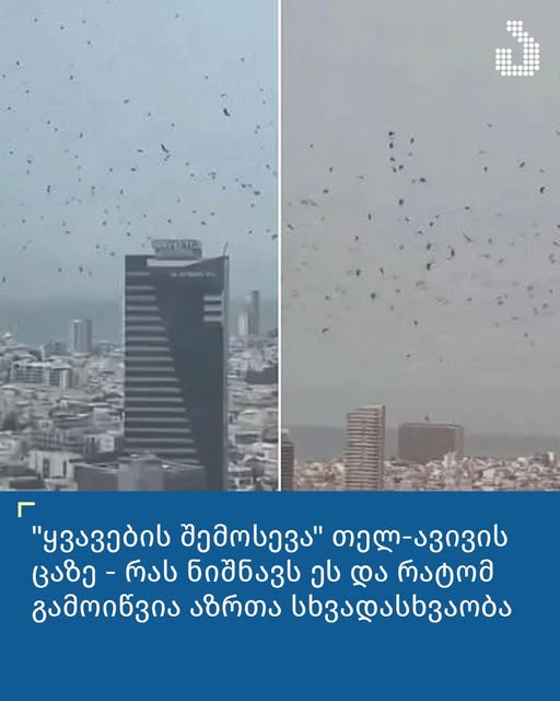 “ყვავების შემოსევა” თელ-ავივის ცაზე – რას ნიშნავს ეს და რატომ გამოიწვია აზრთა სხვადასხვაობა