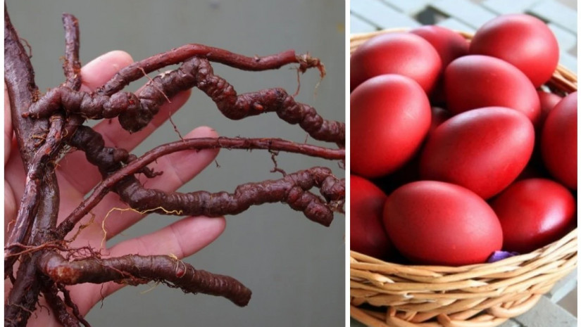 პატარა ხრიკები, რომ კვერცხი არ დასკდეს და ის ერთ ფერში შეიღებოს